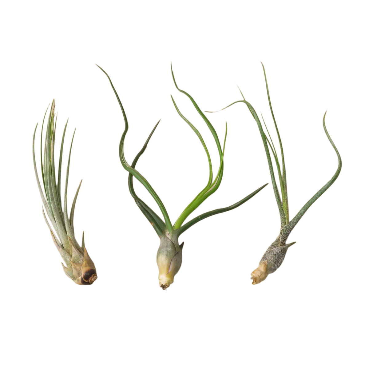 Air Plant Subscription Box - Hive Plants - 