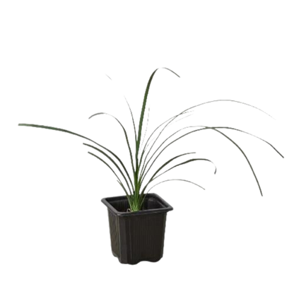 Ponytail Palm - Hive Plants - Indoor &amp; Outdoor Plants