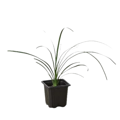 white ponytail palm Ponytail Palm - Hive Plants – The White Oak Collection