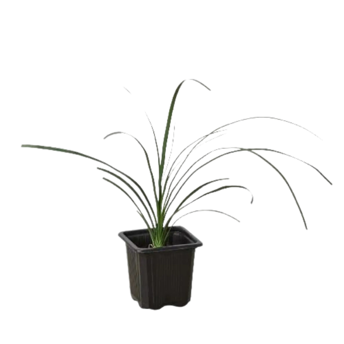 Ponytail Palm - Hive Plants - Indoor &amp; Outdoor Plants