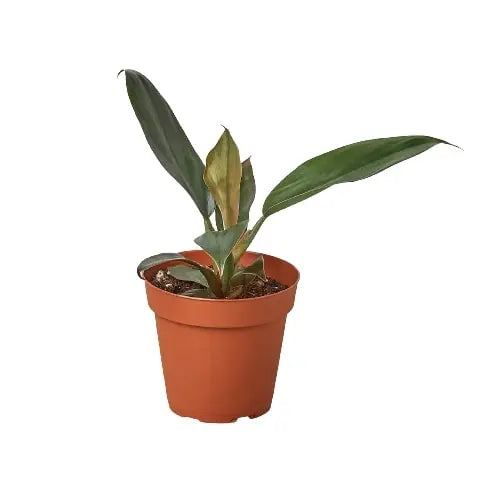 Philodendron &