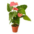 Anthurium Pink - Hive Plants - Indoor & Outdoor Plants
