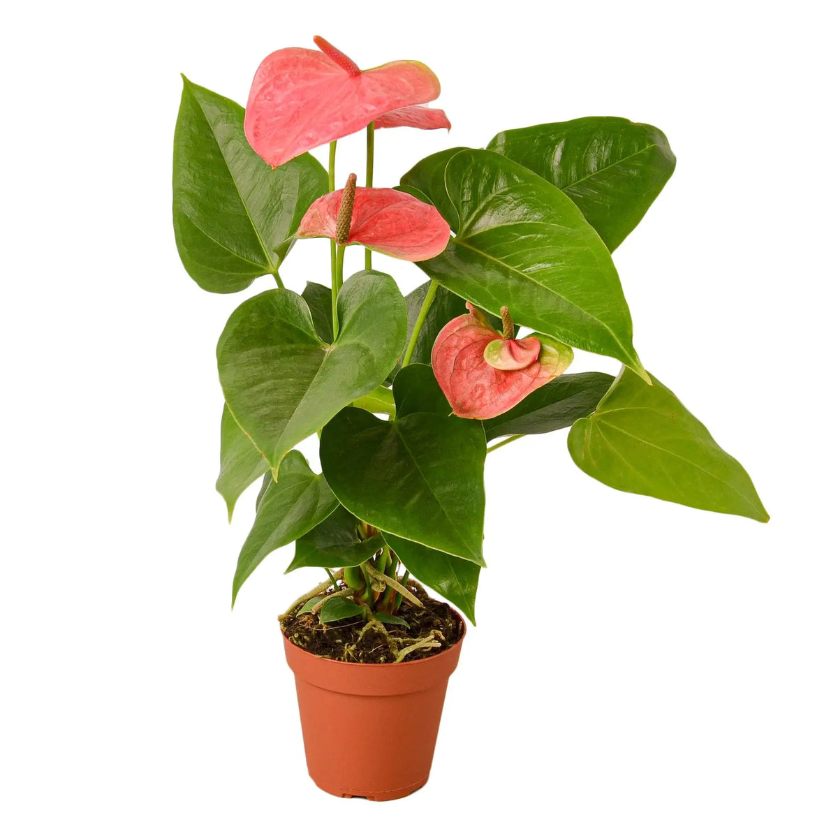 Anthurium Pink - Hive Plants - Indoor &amp; Outdoor Plants
