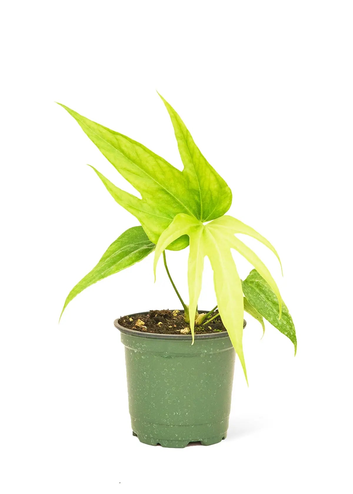Anthurium &
