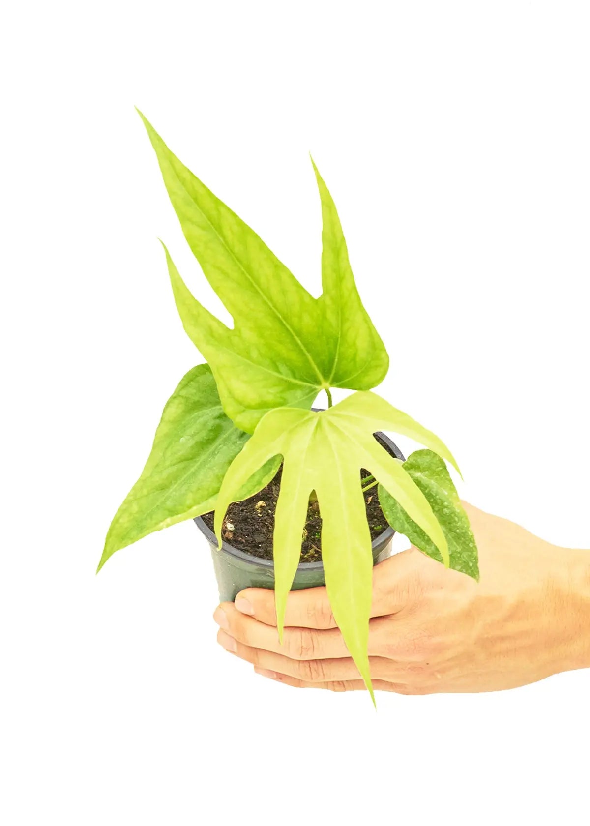 Anthurium &