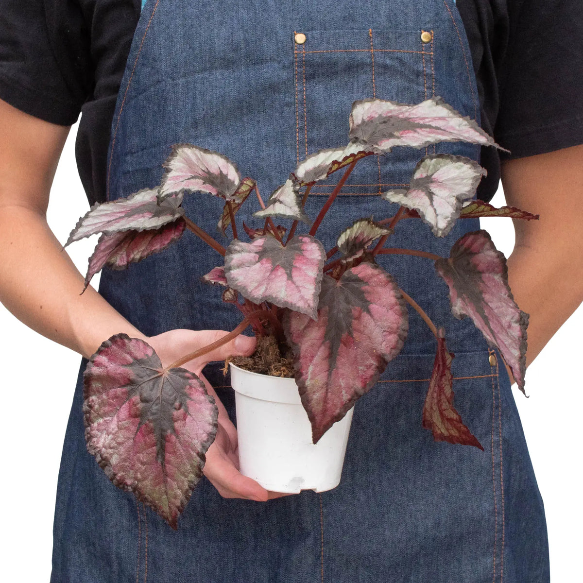 Begonia &