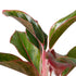 Chinese Evergreen &