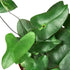 Fern &
