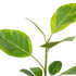 Ficus &