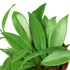 Hoya &