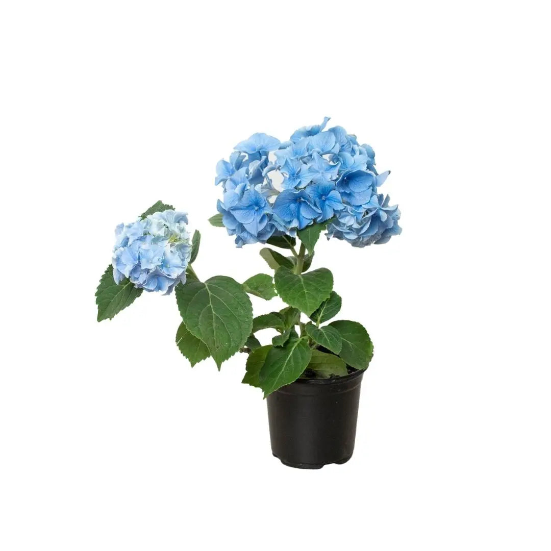 Blue Hydrangea - Hive Plants - 
