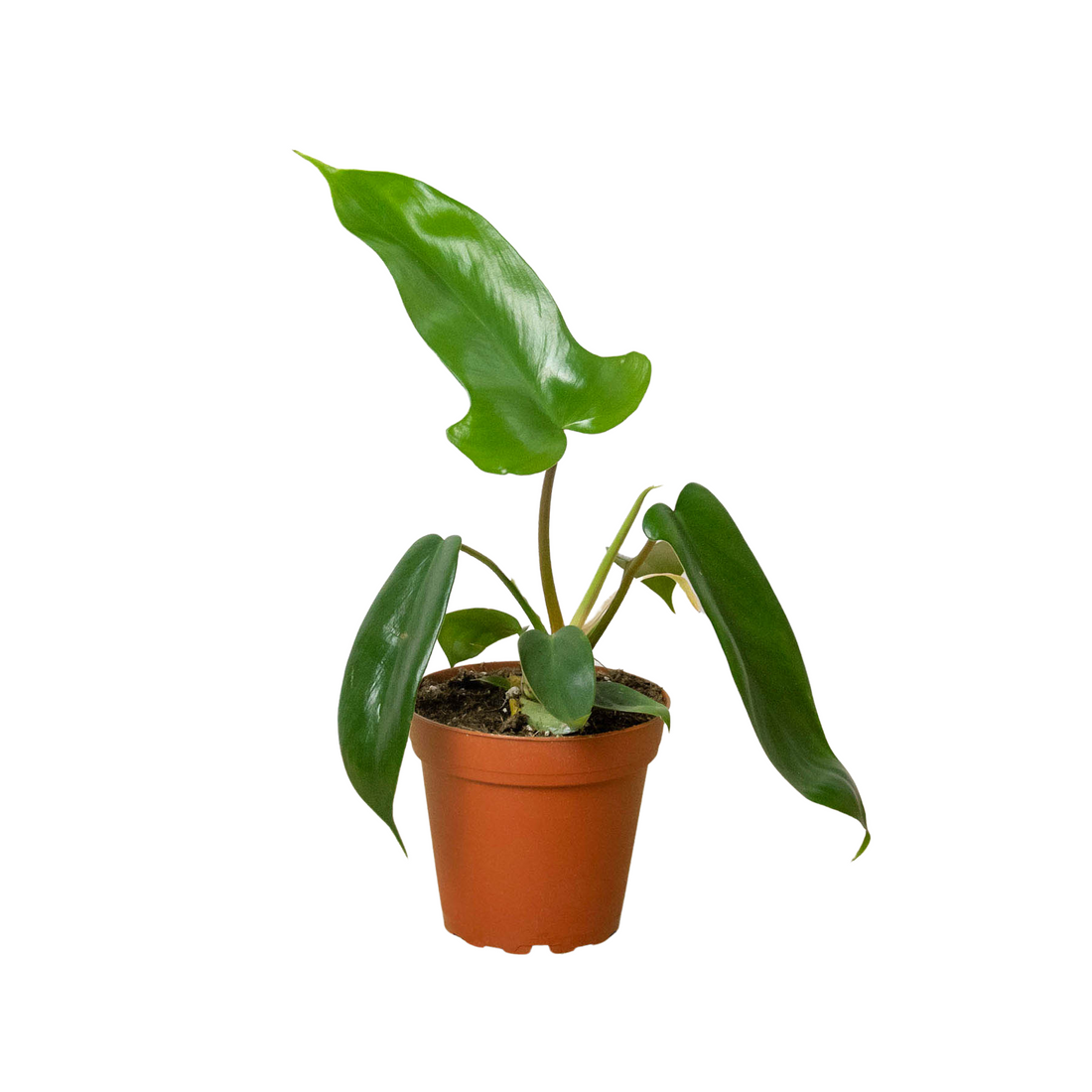 Philodendron &