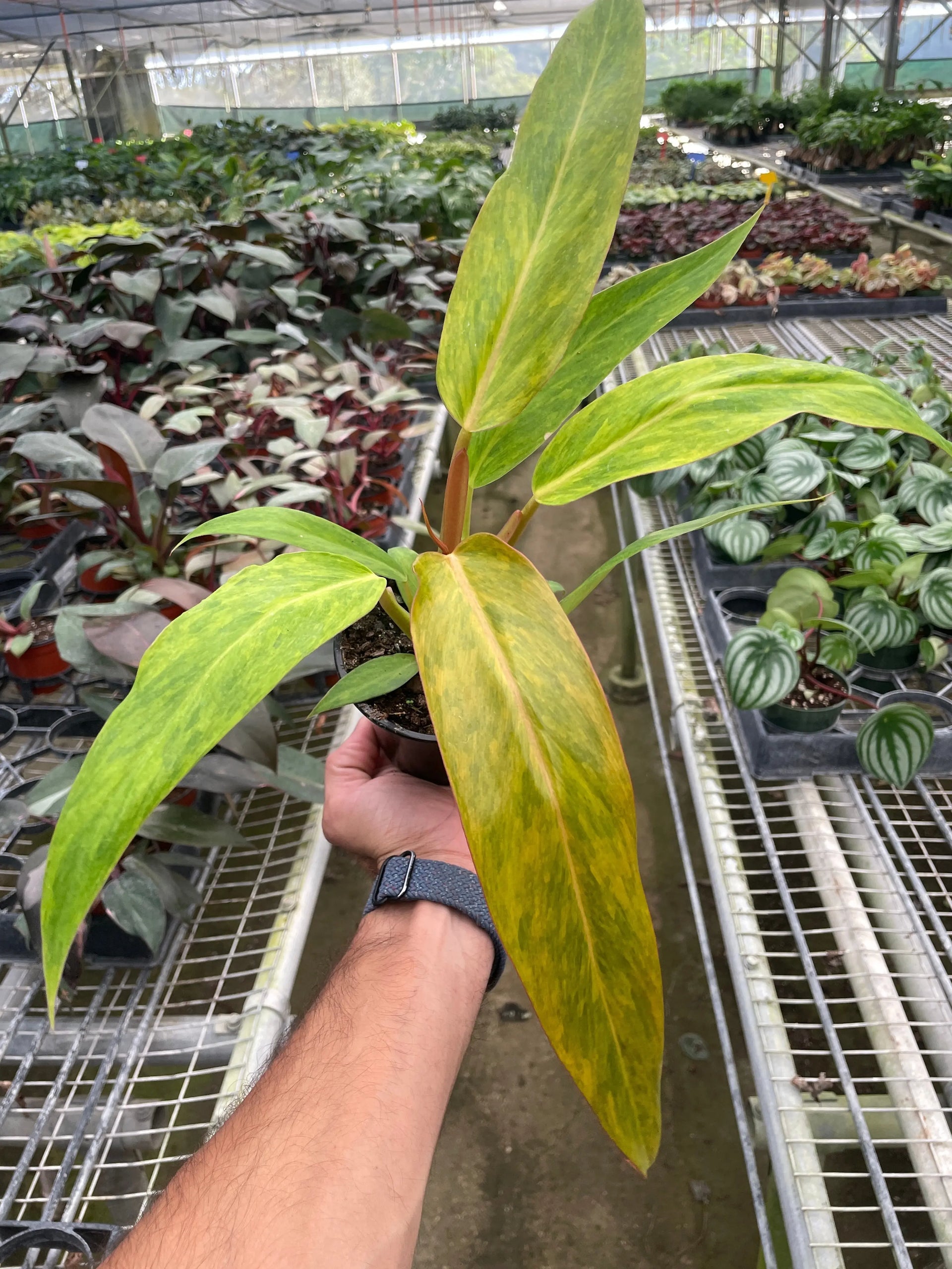 philodendron orange marmalade for sale Philodendron 'Orange Marmalade'
