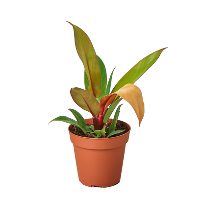 Philodendron &