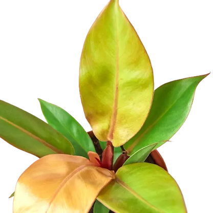 Philodendron &