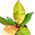 Philodendron &