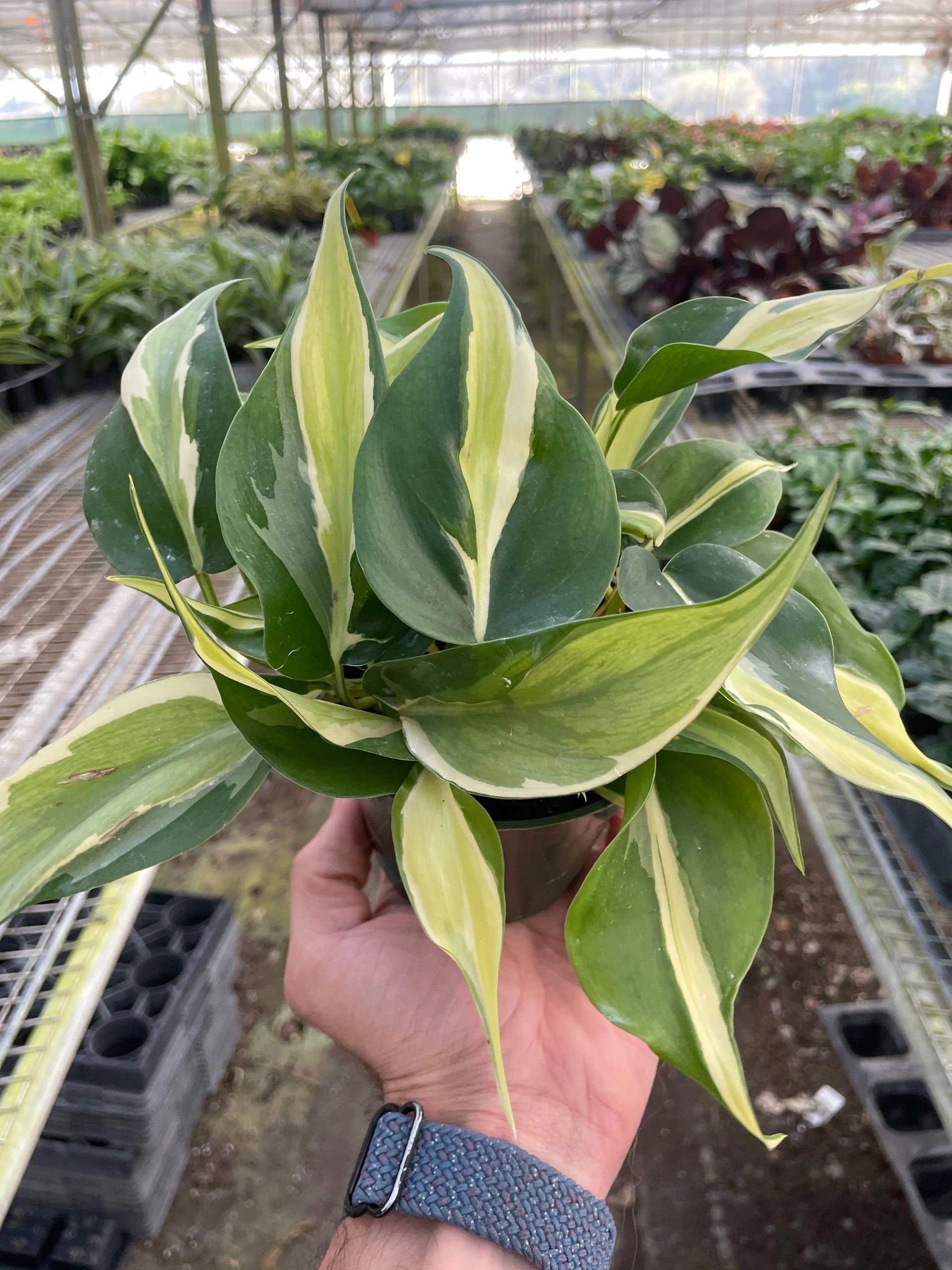 philodendron white stripe Philodendron 'Silver Stripe'