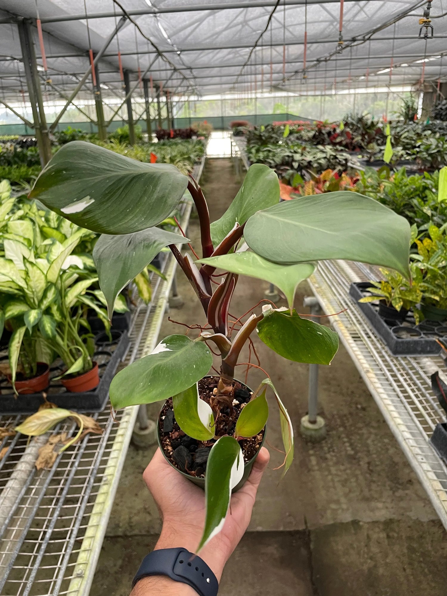 white knight philodendron full grown Philodendron 'White Knight' - Hive Plants – The White Oak Collection