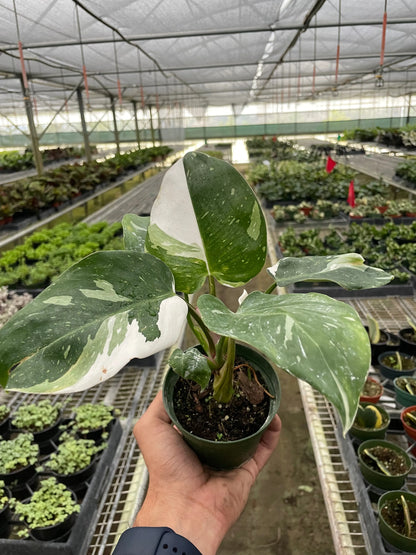 Philodendron &