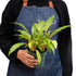 Spider Plant &