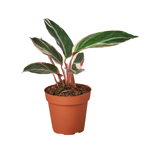 Stromanthe Triostar - House Plant Dropship - 6&quot; Plant (1) ($10)