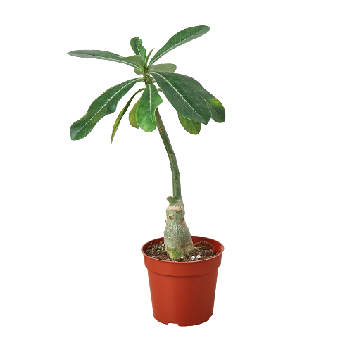 Succulent Adenium Obesum &