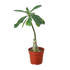 Succulent Adenium Obesum &