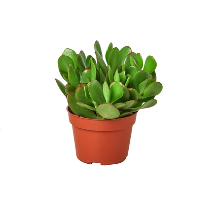 Succulent Subscription Box - Hive Plants - 
