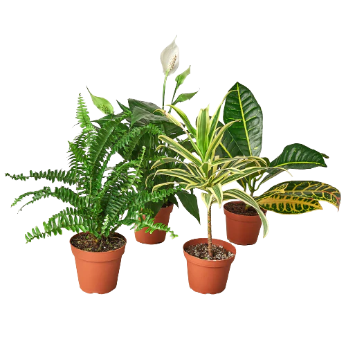 Air Purifying Variety Bundle - House Plant Dropship - 4&quot; Plant (2)