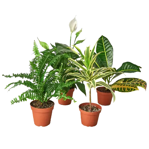 Air Purifying Variety Bundle - Hive Plants - 