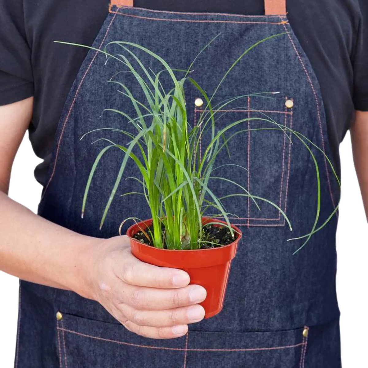 Ponytail Palm - Hive Plants - Indoor &amp; Outdoor Plants