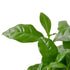Arabica Coffee - Hive Plants - Indoor Plants
