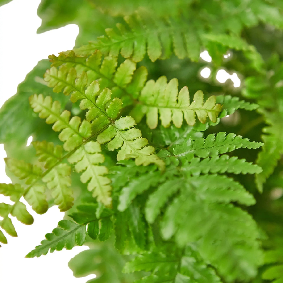 Autumn Fern - Hive Plants - Indoor &amp; Outdoor Plants