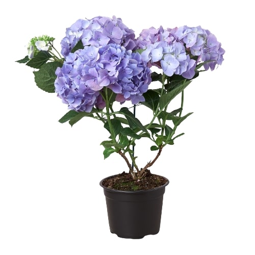 Blue Hydrangea - Hive Plants - 