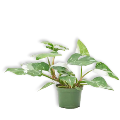 buy philodendron Philodendron 'White Princess'