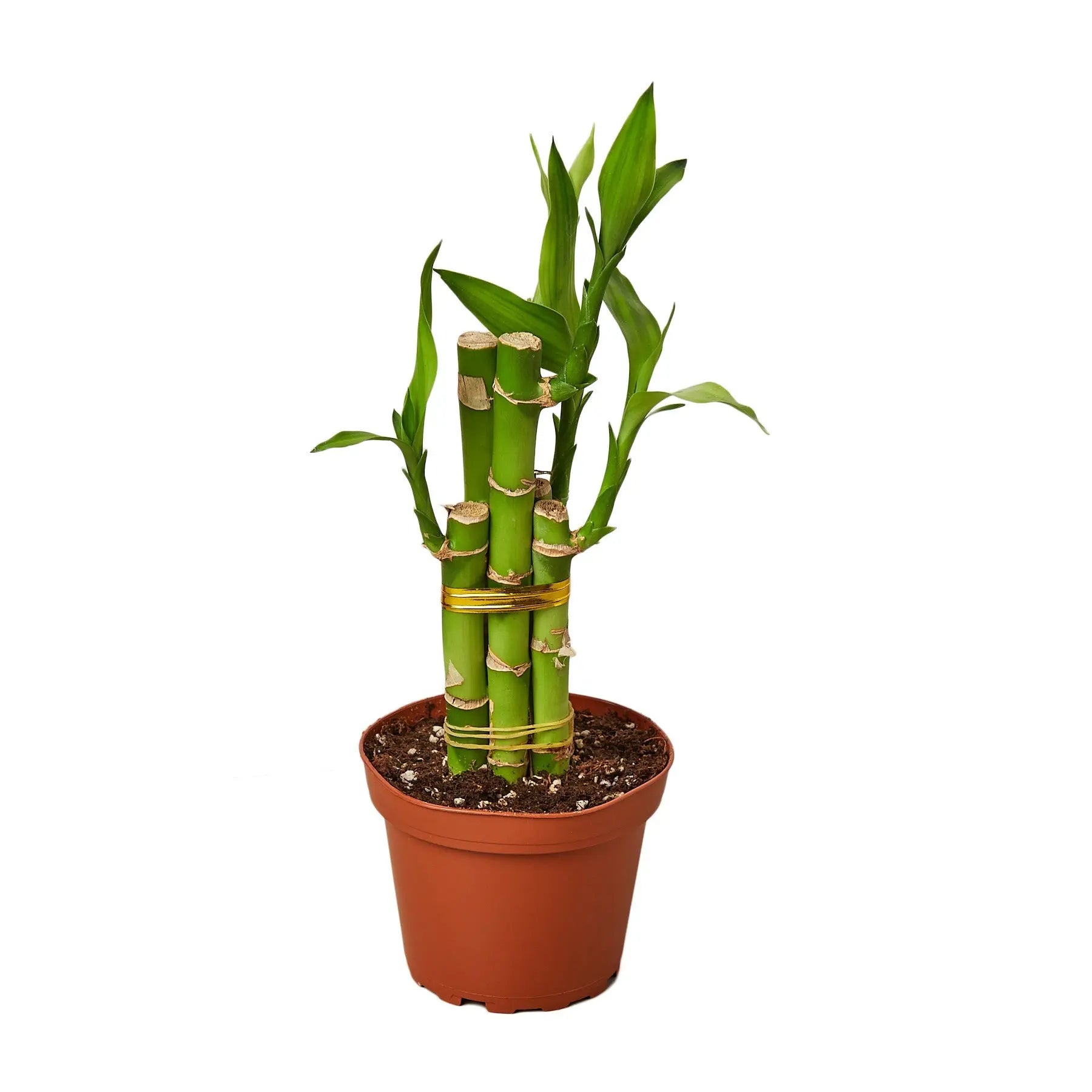 dracaena kinds of bamboo plants Dracaena 'Lucky Bamboo' - Hive Plants – The White Oak Collection