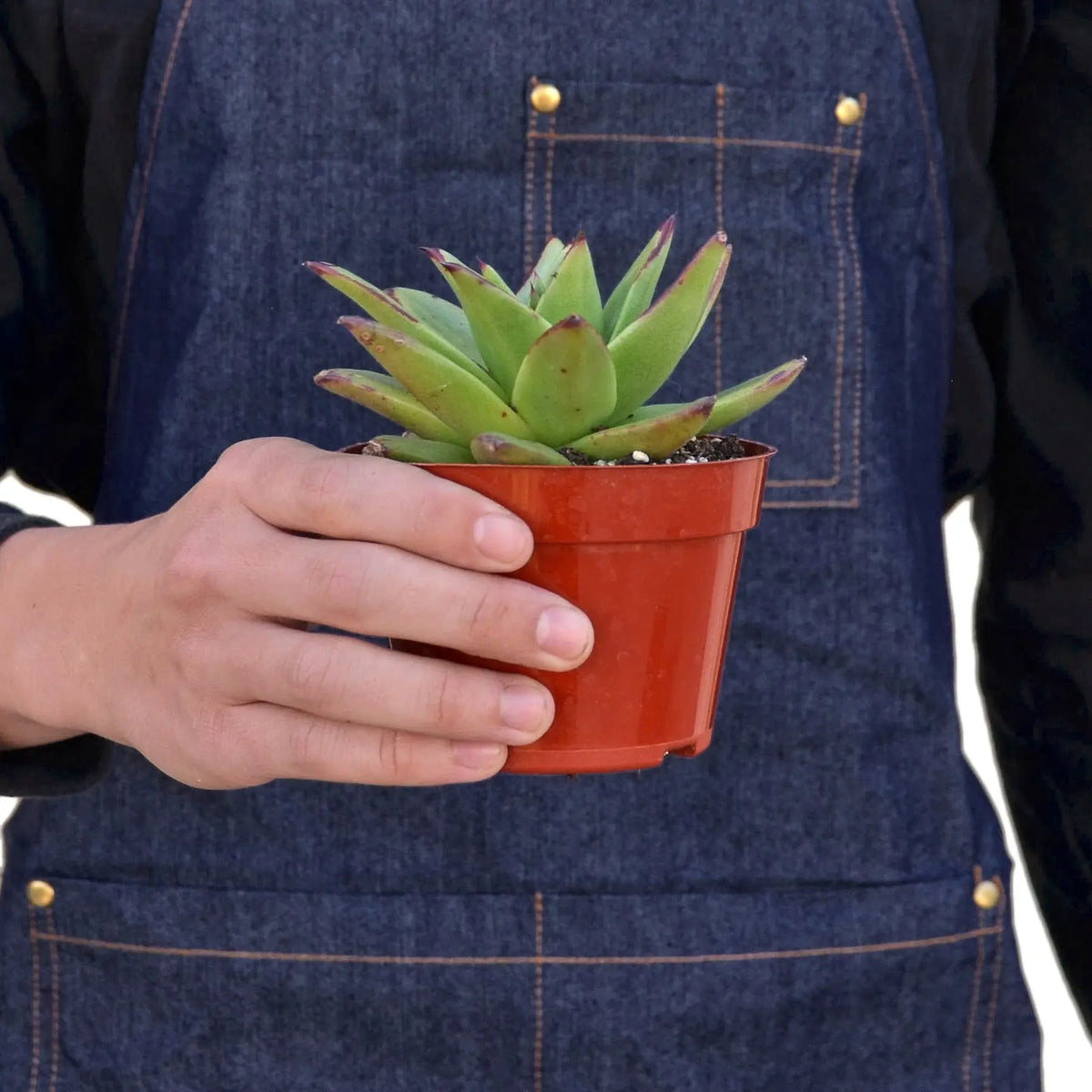 Lipstick Echeveria - Hive Plants - 