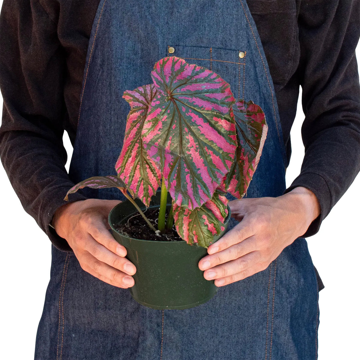 Begonia &