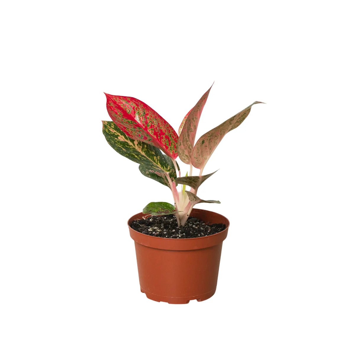 Chinese Evergreen &