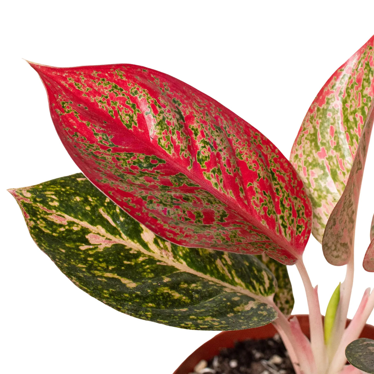 Chinese Evergreen &