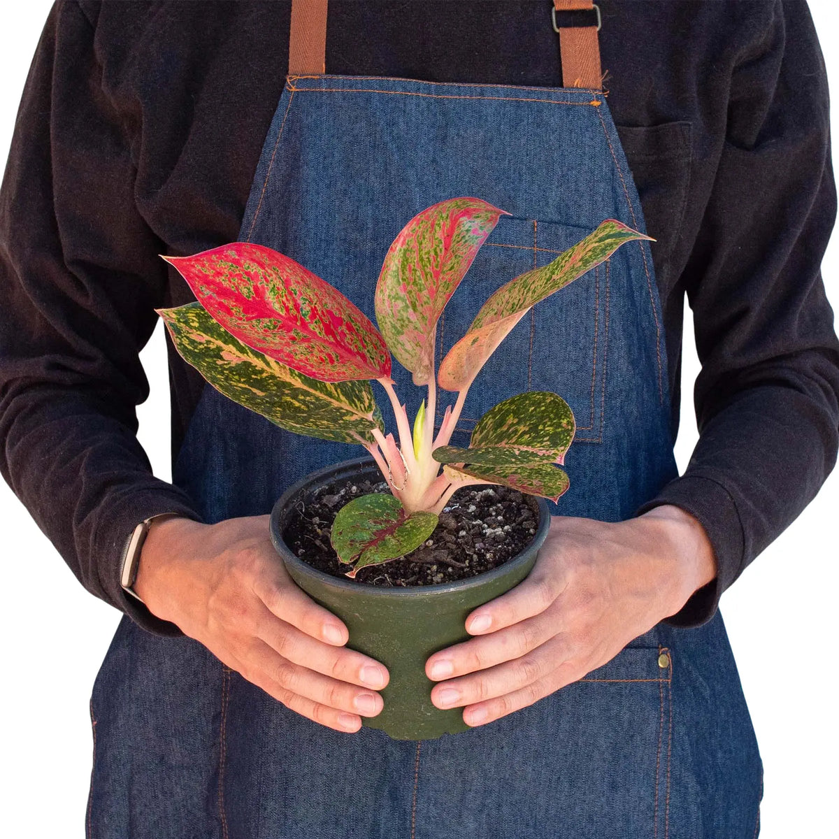 Chinese Evergreen &