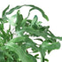 Fern &
