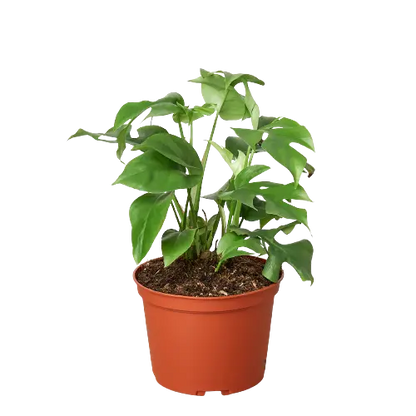 monstera minima plant care Mini Monstera 'Minima' - Hive Plants – The White Oak Collection