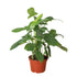 Philodendron &