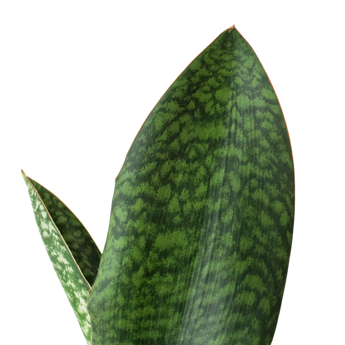 Shark Fin Snake Plant - Hive Plants - 