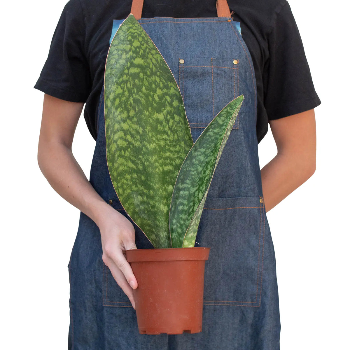 Shark Fin Snake Plant - Hive Plants - 