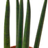 Snake Plant &