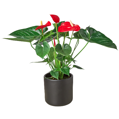 Anthurium Red - Hive Plants - Indoor &amp; Outdoor Plants
