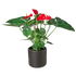 Anthurium Red - Hive Plants - Indoor & Outdoor Plants