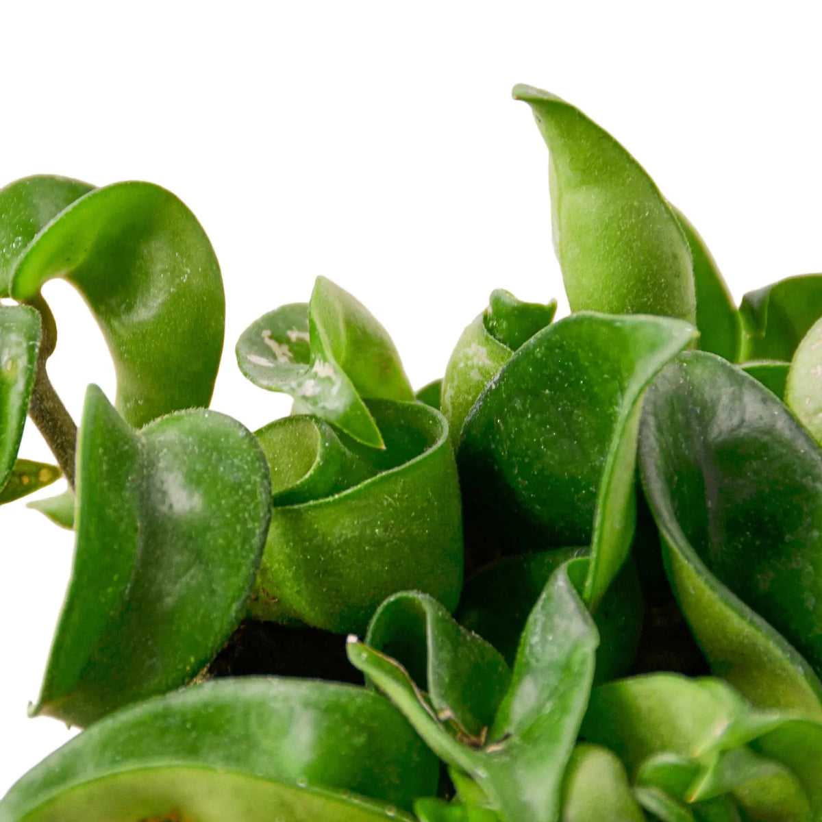 Hoya "Rope Plant" - Hive Plants - 